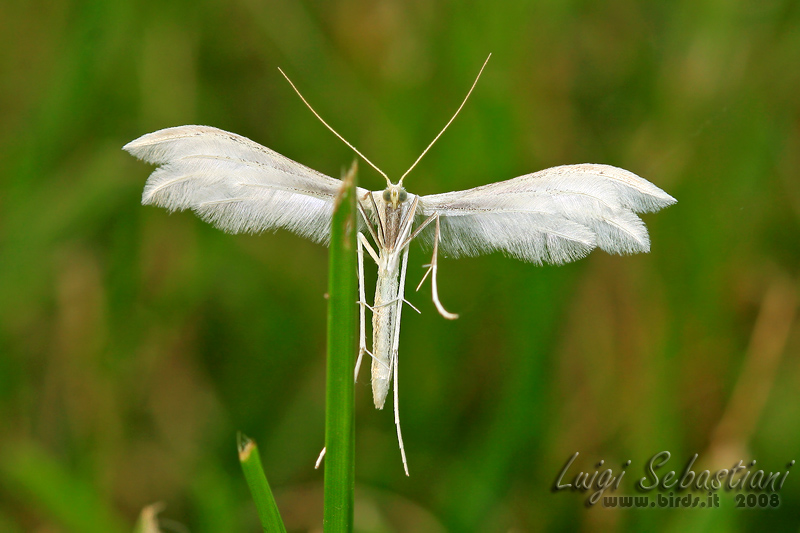 Pterophorus pentadactylus